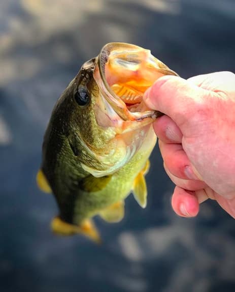 Largemouth Bass caught at Norcan Lake Ontario