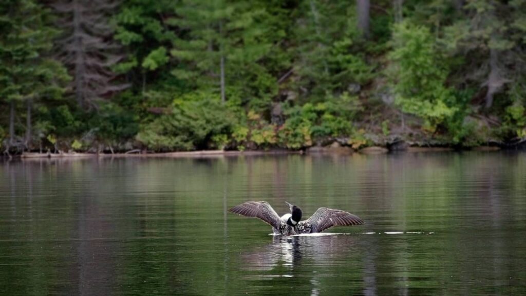 A loon flapping its wings at black donald lake near calabogie
