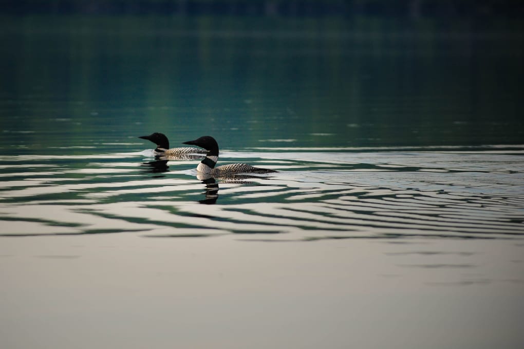 pair of loons swimming on black donald lake