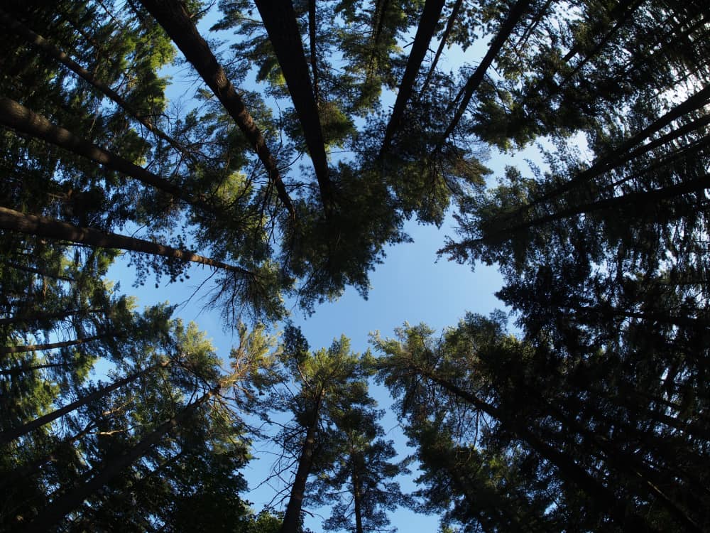 looking up at white pine treetops forming a circle in the sky
